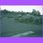 Elk In Campground 2.jpg